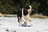 CAVALIER KING CHARLES 490